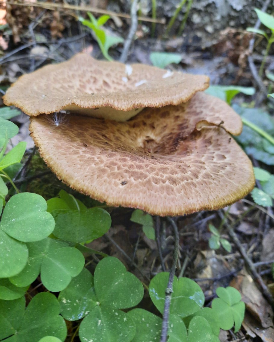 Трутовик гриб клубненосный