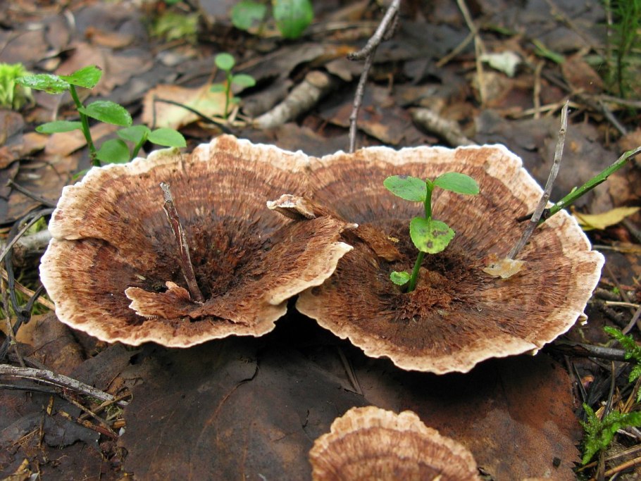 Ежовик белоножковый гриб