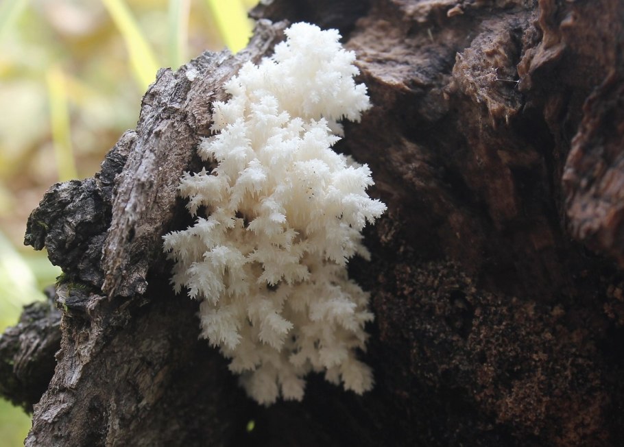 Гриб ежовик коралловидный