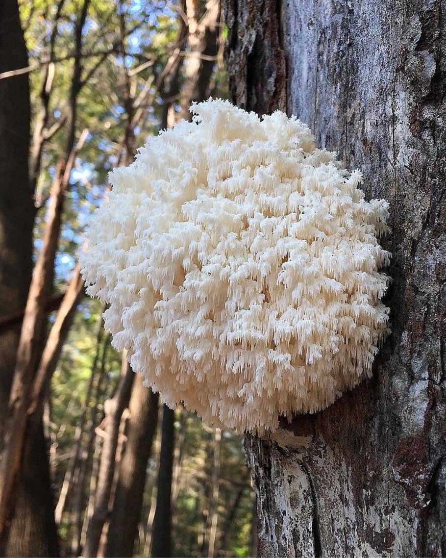 Ежовик коралловидный-гериций.