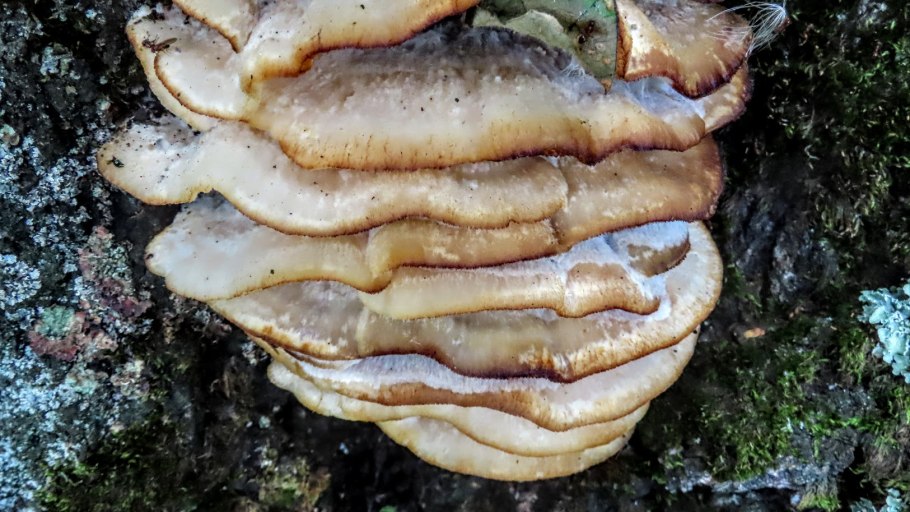 Ежовик пестрый Sarcodon imbricatus