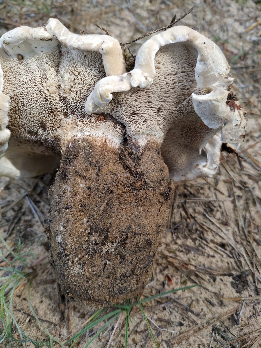 Ежовик белоножковый гриб