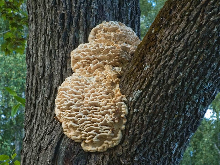 Ежовик гриб мох