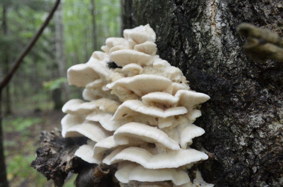 Климакодон ежовик Северный