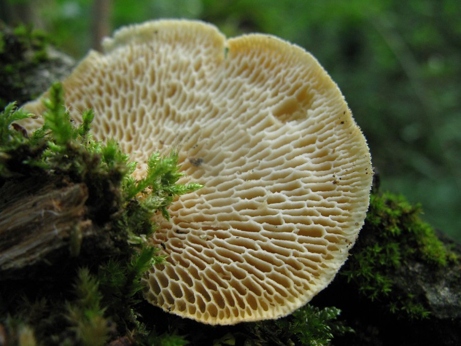 Ежовик пластинчатый