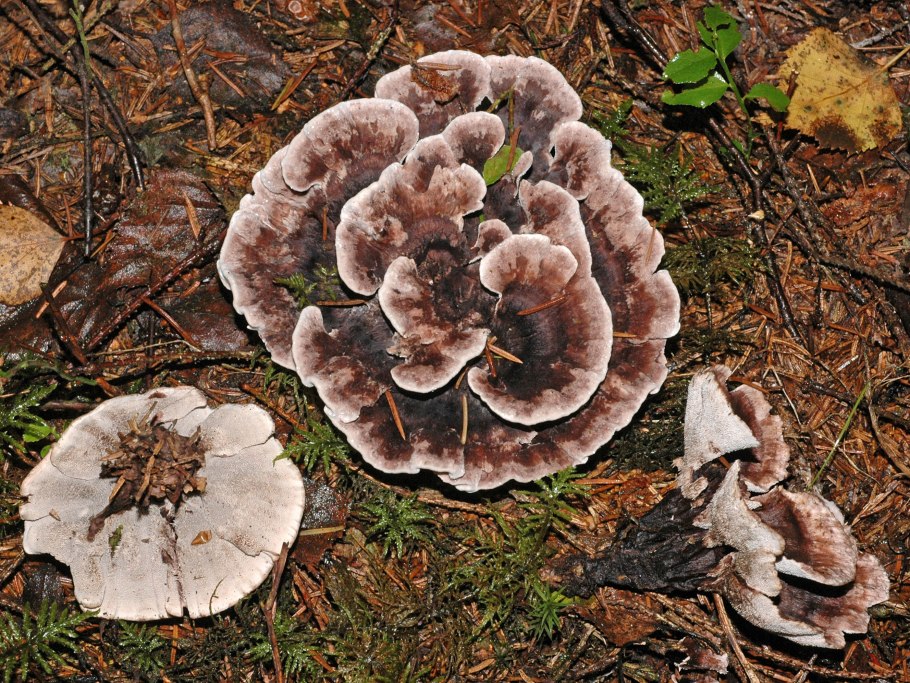 Коралловидный ежовик мякоть