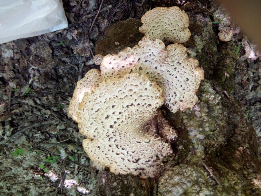 Трутовик чешуйчатый чешуйчатка