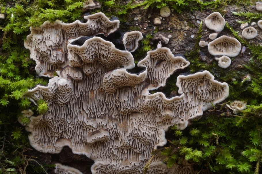 Ежовик коралловидный