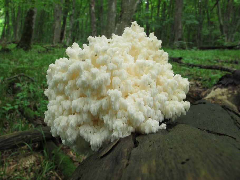 Ежовик коралловый гриб