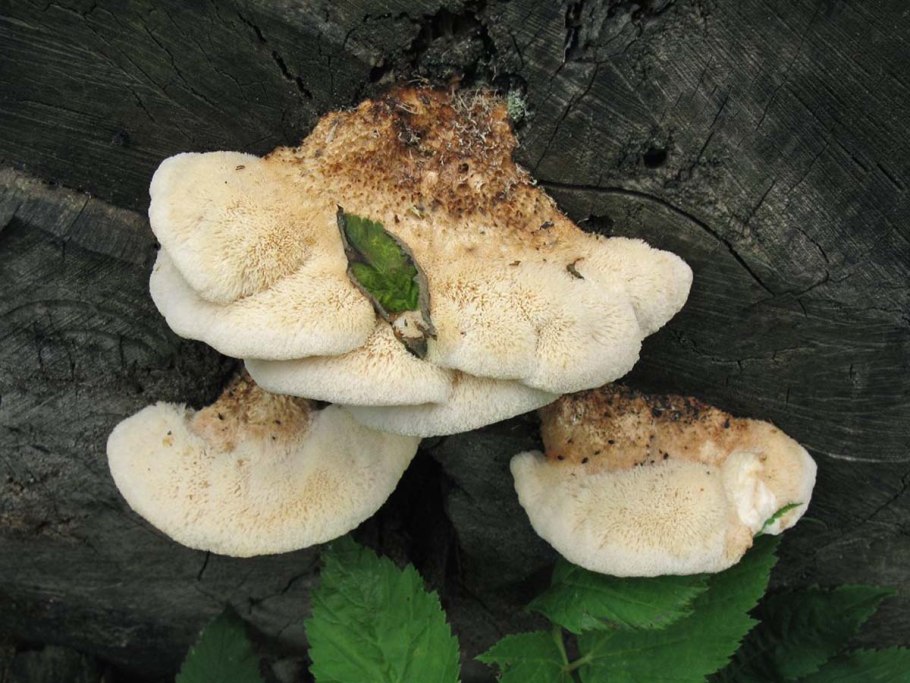 Ежовик Северный