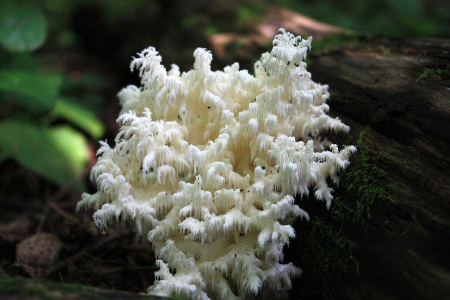 Climacodon septentrionalis