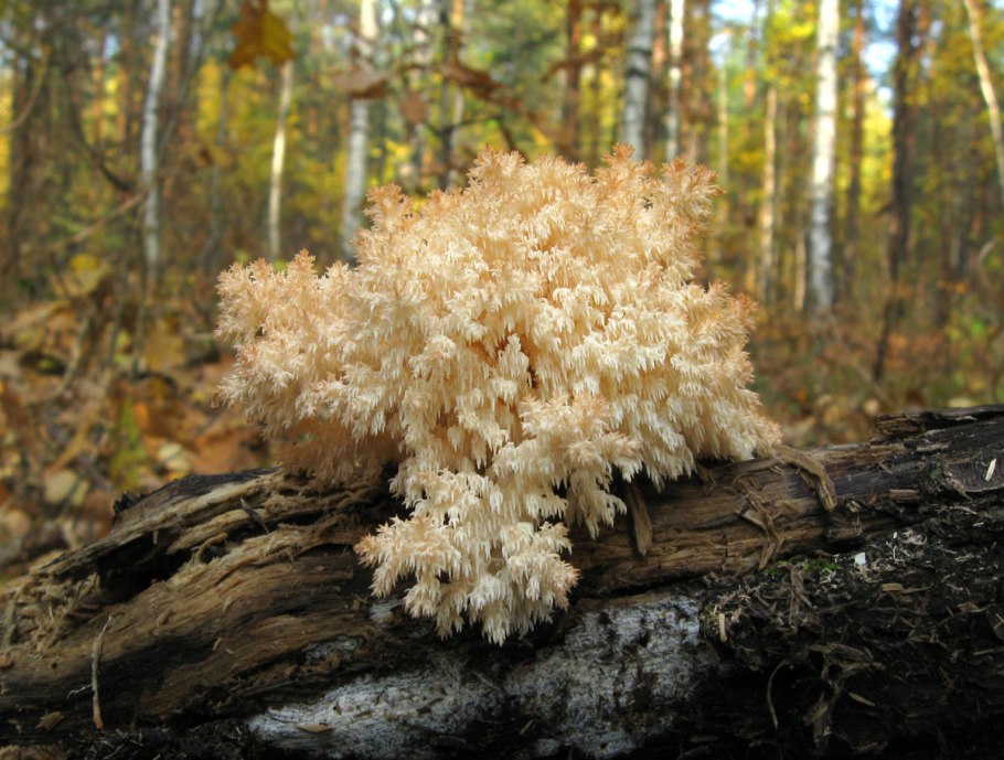 Ежовик коралловидный