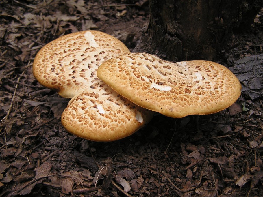 Ежовик гребенчатый мицелий