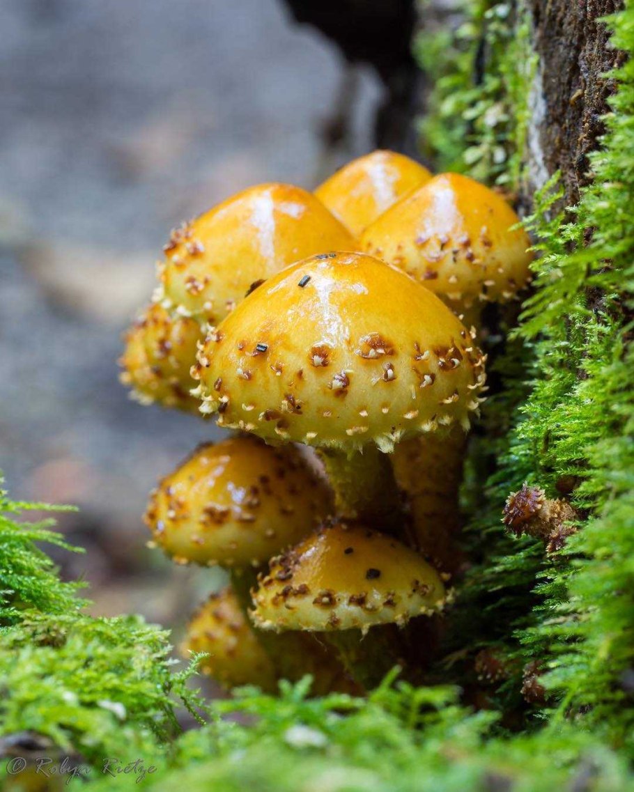 Намеко (чешуйчатка съедобная)