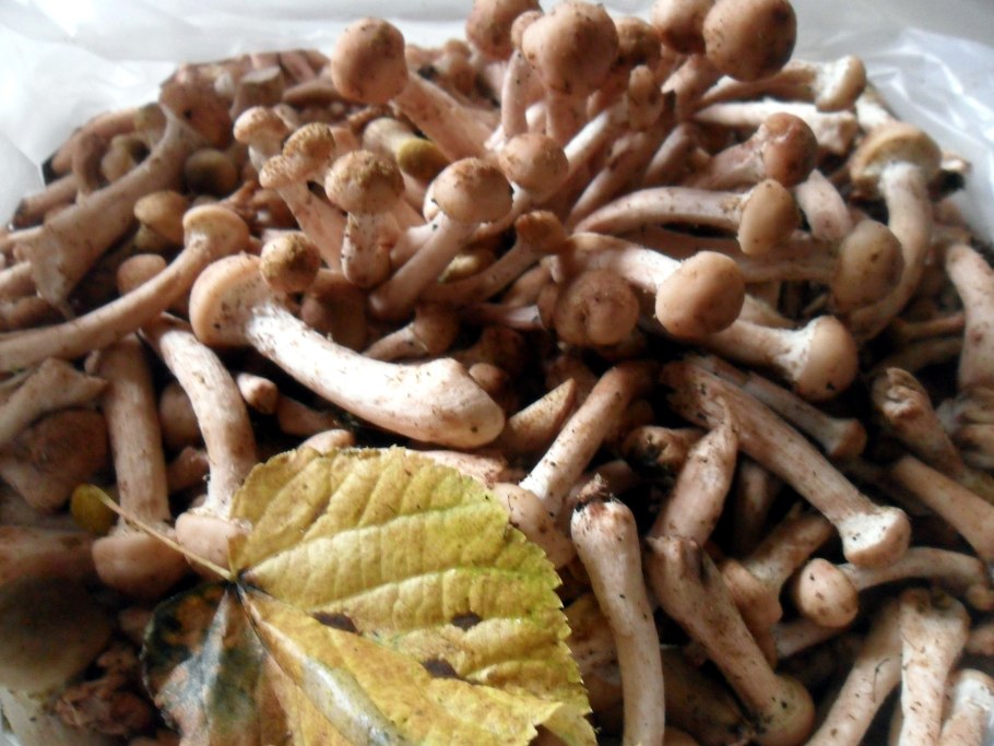 Королевские опята ложные