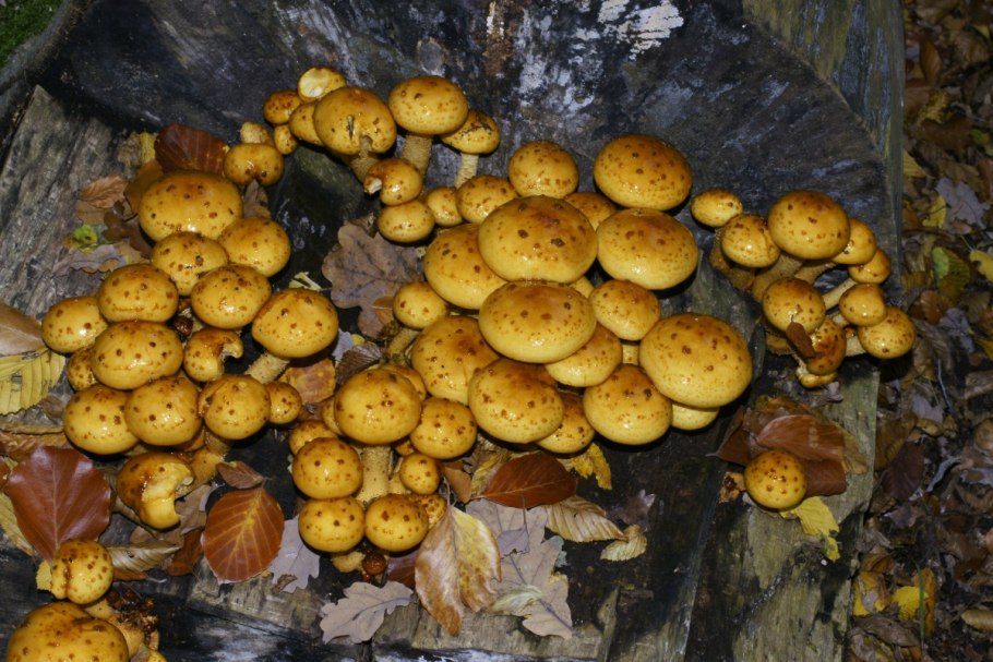 Мохнатые опята