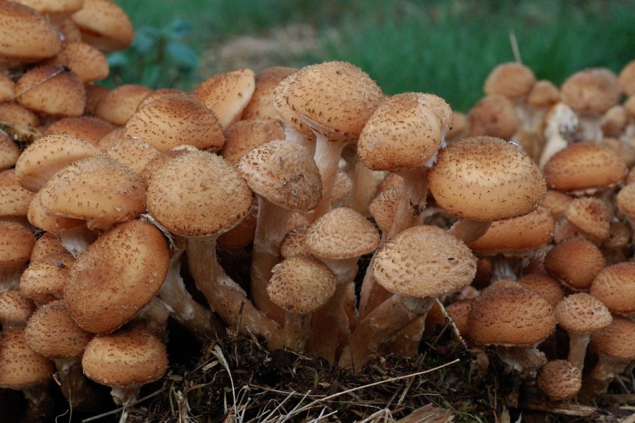 Гриб чешуйчатка обыкновенная