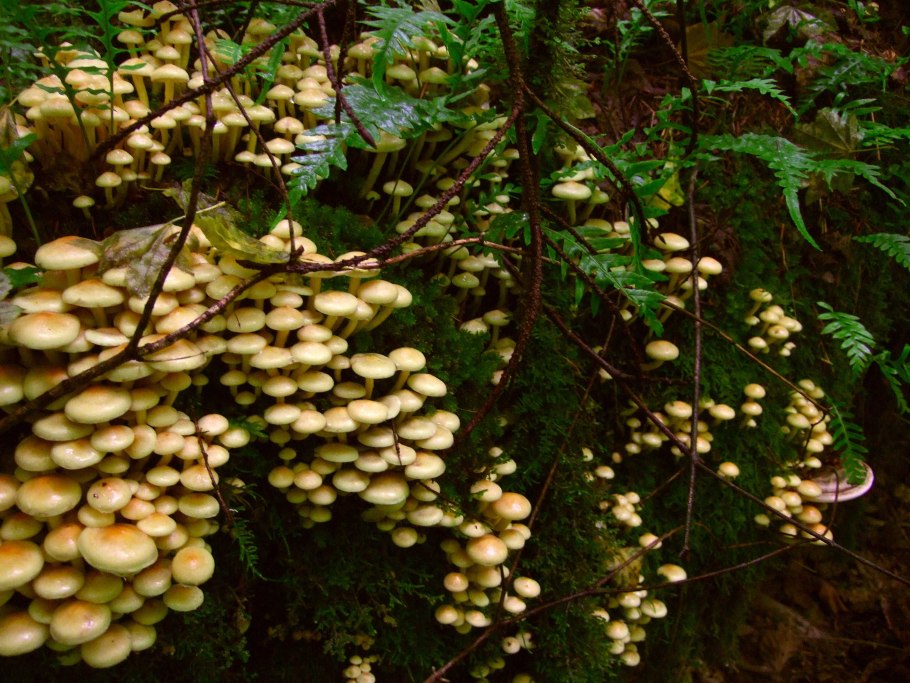 Ложноопёнок серно-жёлтый