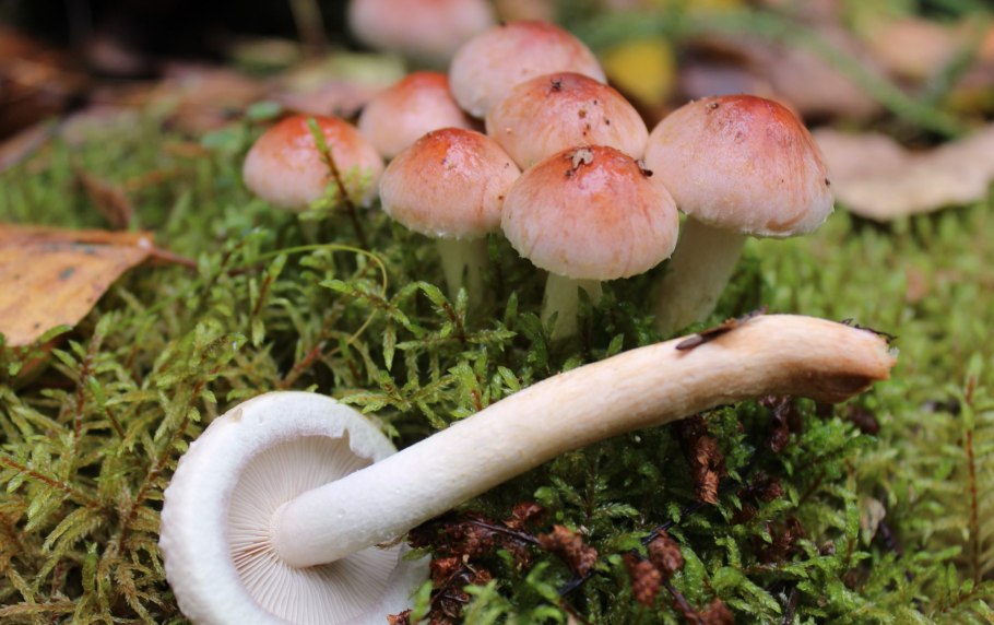 Kuehneromyces mutabilis