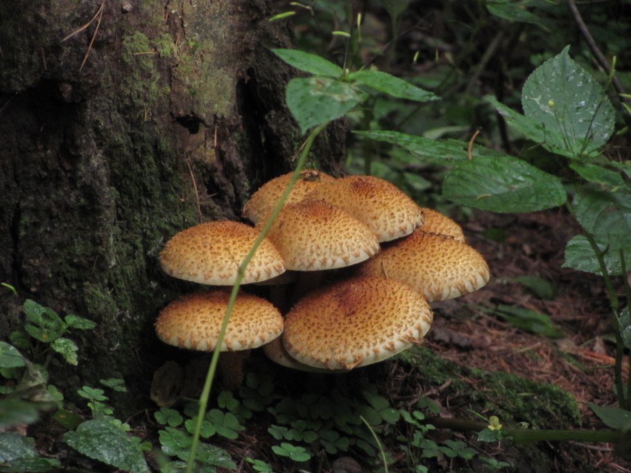 Чешуйчатка обыкновенная pholiota squarrosa