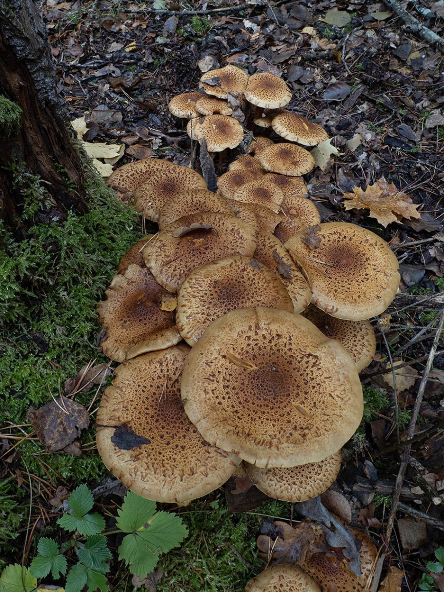 Чешуйчатка обыкновенная Pholiota squarrosa