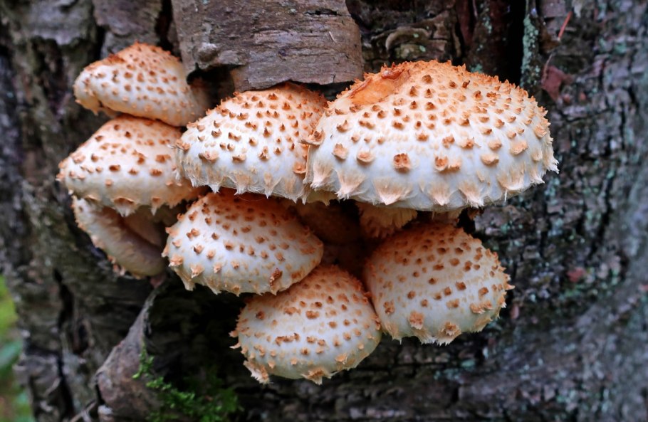 Чешуйчатка древесинная