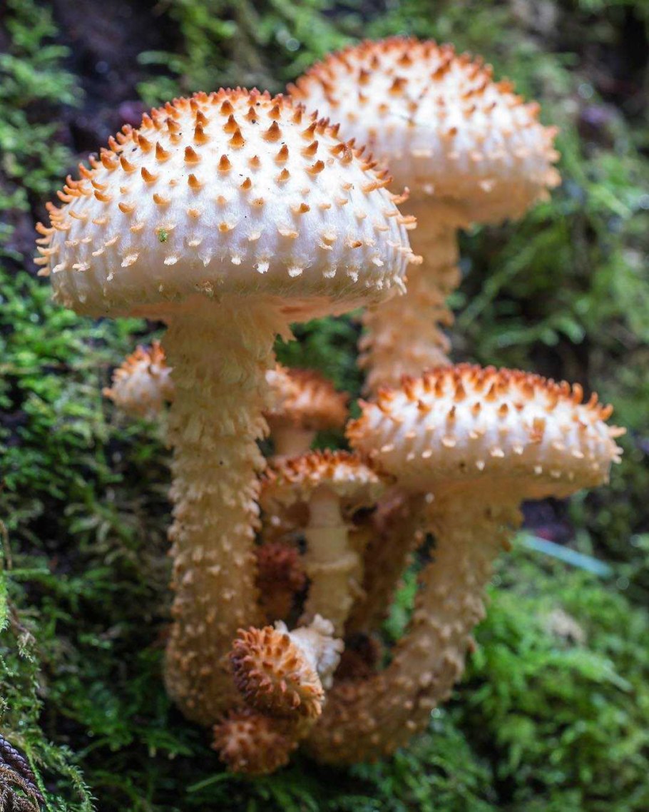 Чешуйчатка гриб несъедобная