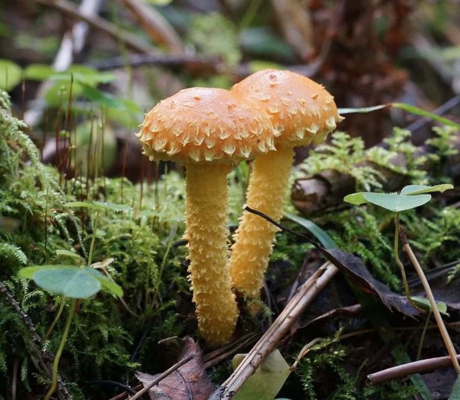 Чешуйчатка обыкновенная опята