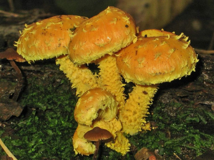 Pholiota squarrosoides гриб