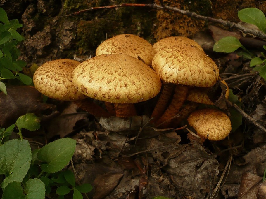 Чешуйчатка чешуйчатовидная