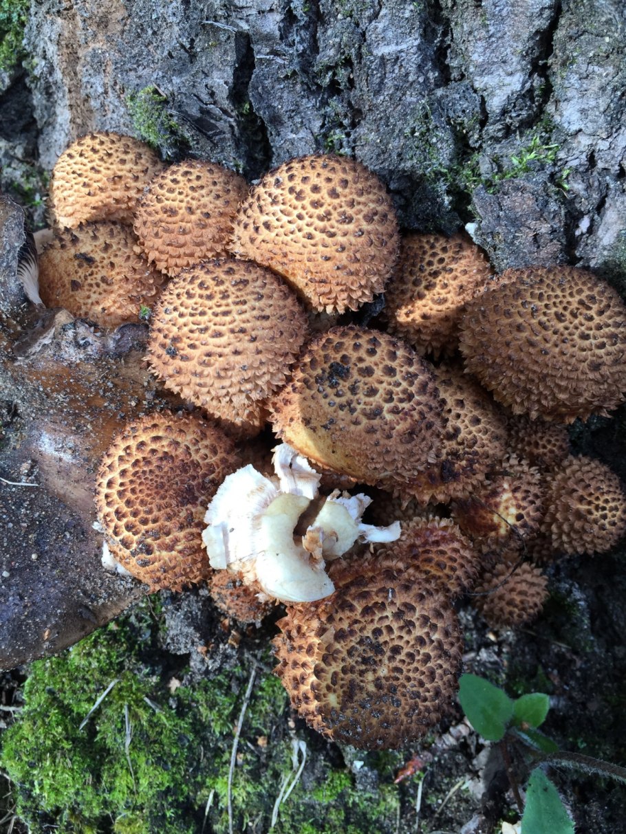 Чешуйчатка элегантная - Pholiota elegans.