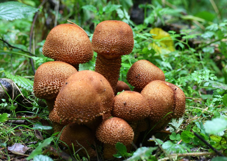 Гриб чешуйчатка обыкновенная