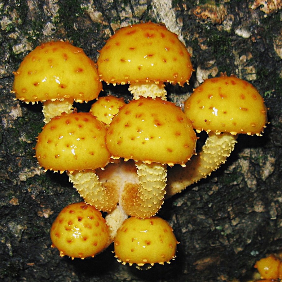 Чешуйчатка Берёзовая большая