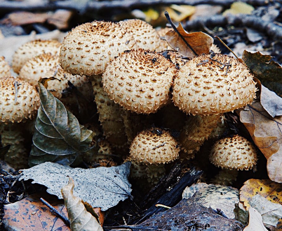 Гриб чешуйчатка обыкновенная Pholiota squarrosa