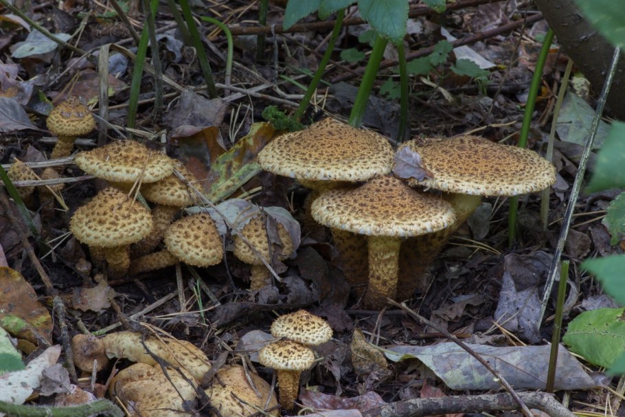 Гриб чешуйчатка обыкновенная pholiota squarrosa