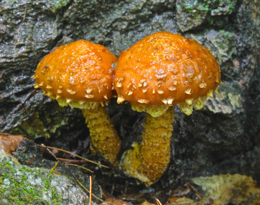 Чешуйчатка обыкновенная Pholiota squarrosa