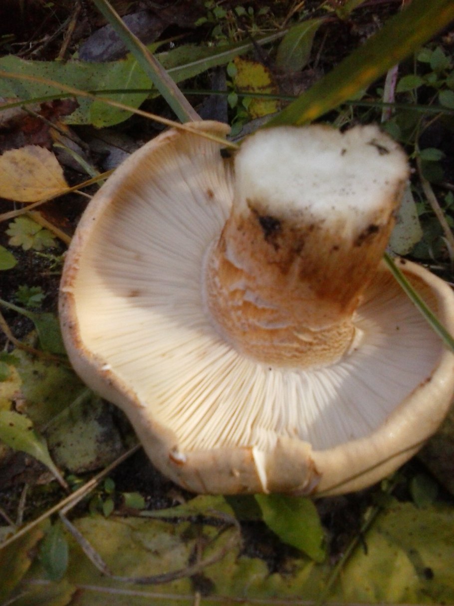 Tricholoma populinum гриб