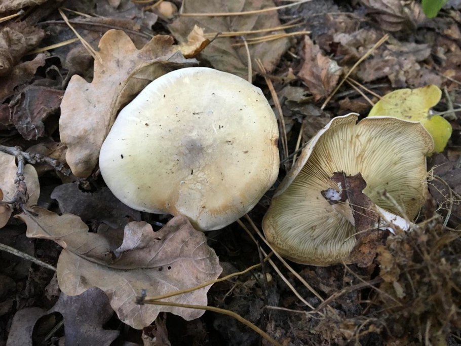 Рядовка мыльная Tricholoma saponaceum