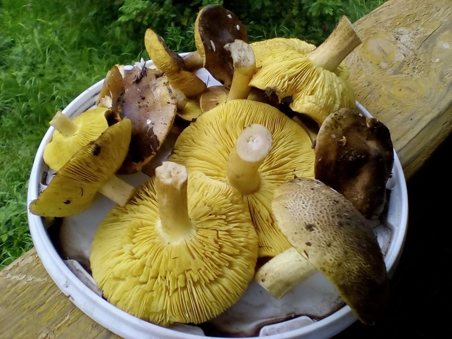 Рядовка Лиственная Tricholoma frondosae