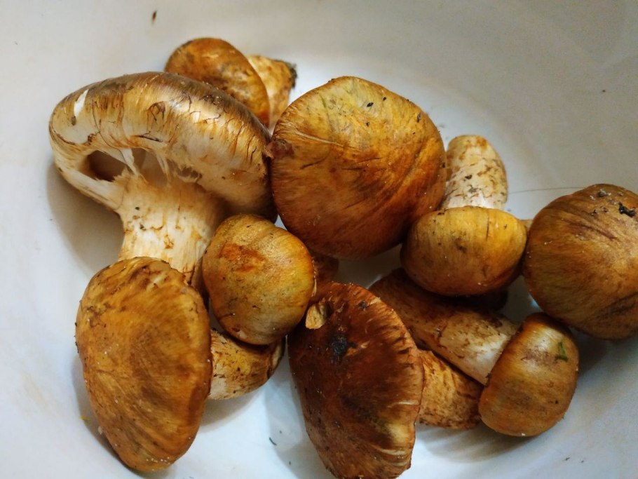 Рядовка перевязанная грибы