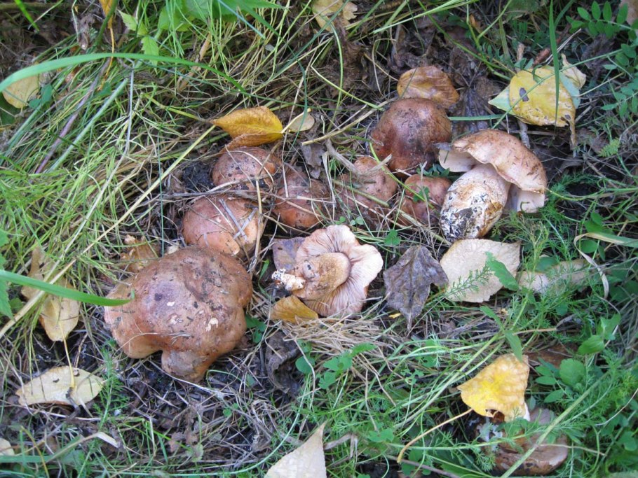 Тополиная рядовка грибы