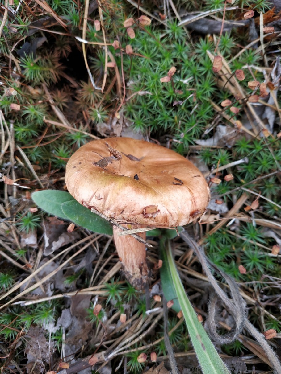 Грибы свинушки и рядовки