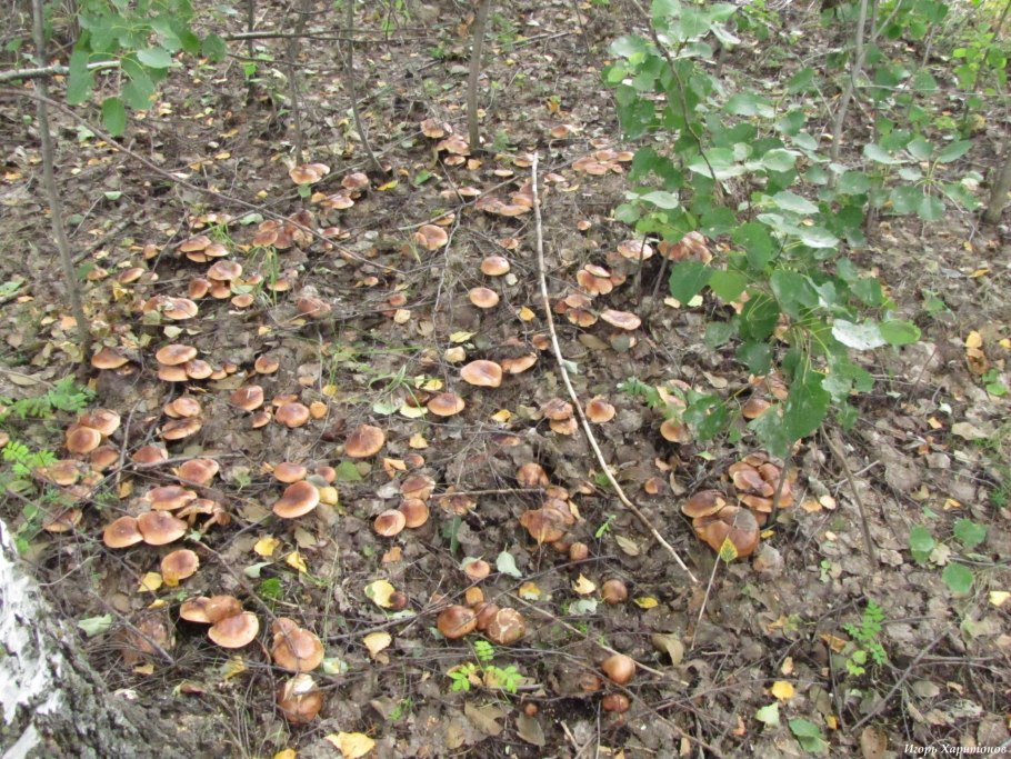 Гриб тополевка рядовка