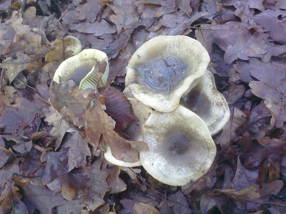 Рядовка мыльная