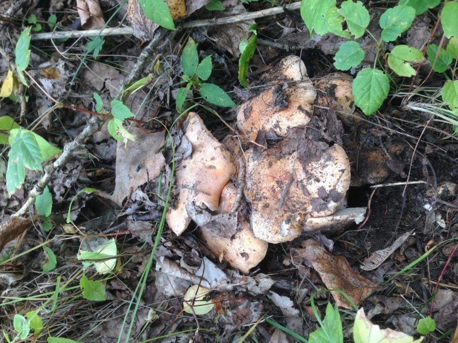 Гриб рядовка Тополевая