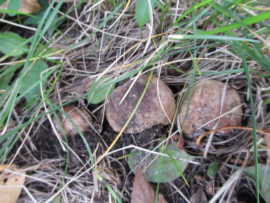 Подтопольники грибы