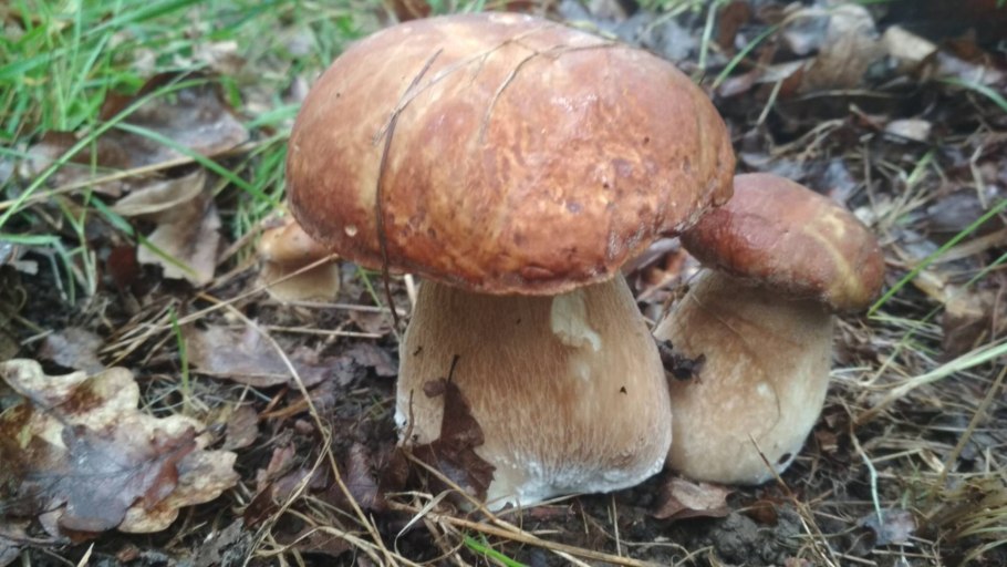 Песочники грибы