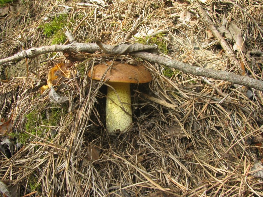 Фото гриба под песочник