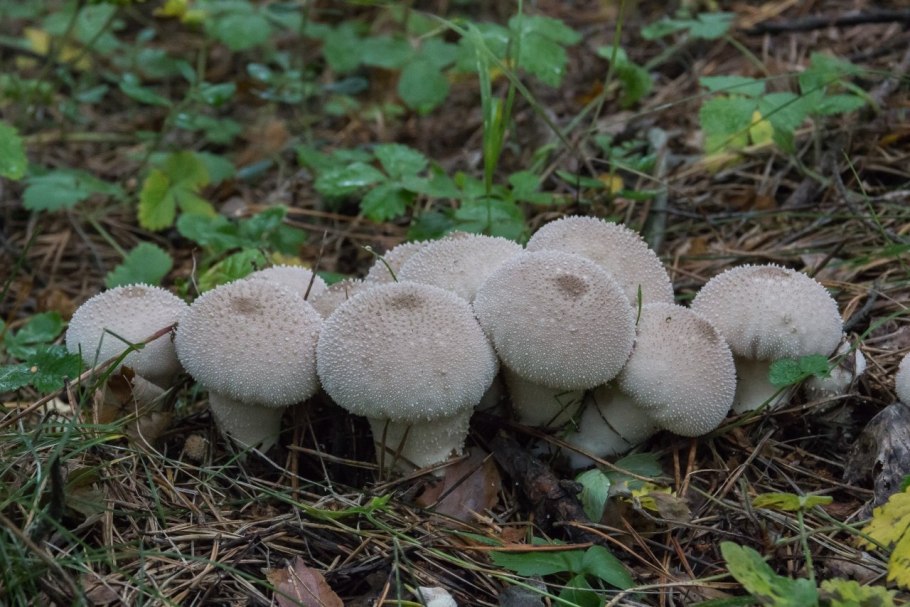 Дождевик шиповатый Lycoperdon perlatum