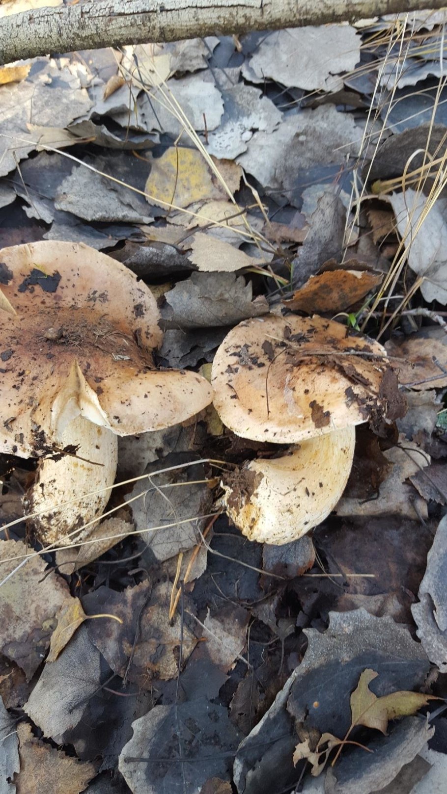 Рядовка Тополевая